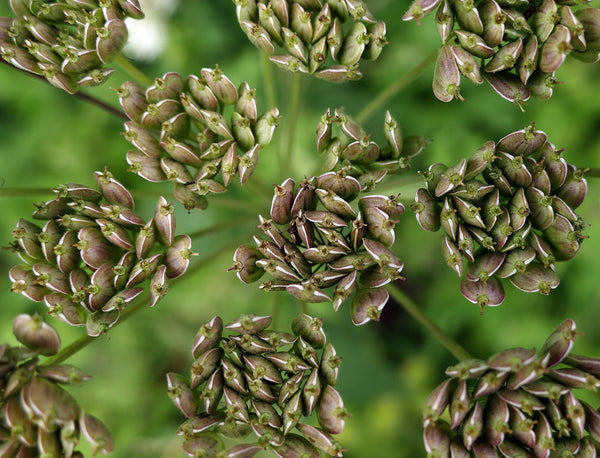 Anijs (Pimpinella anisum): Meer dan alleen een keukenkruid