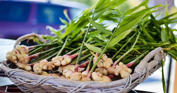 Gember (zingiber officinale): Een pittig kruid met veelzijdige mogelijkheden