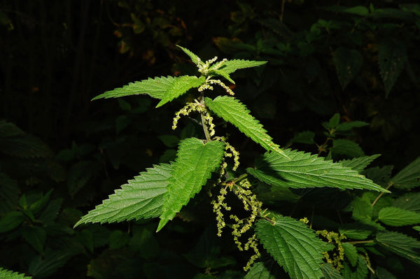 Grote brandnetel (Urtica dioica): ontdek de veelzijdige toepassingen van deze krachtige plant