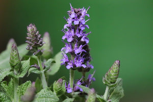 Ontdek de veelzijdige toepassingen van salie (Salvia officinalis)