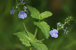 Ereprijs (Veronica officinalis): de veelzijdige kracht van dit bescheiden kruid