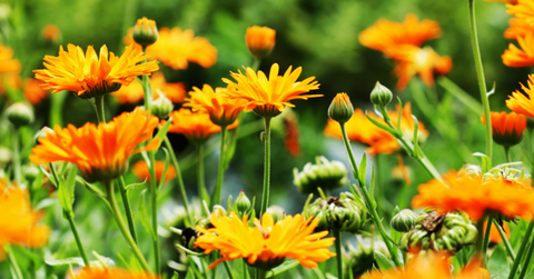 Goudsbloem: werking, dosering en bijwerkingen