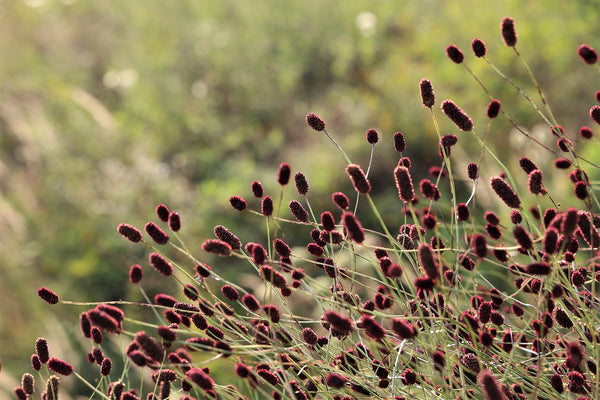 Grote pimpernel (Sanguisorba officinalis): een krachtig kruid uit de kruidengeneeskunde