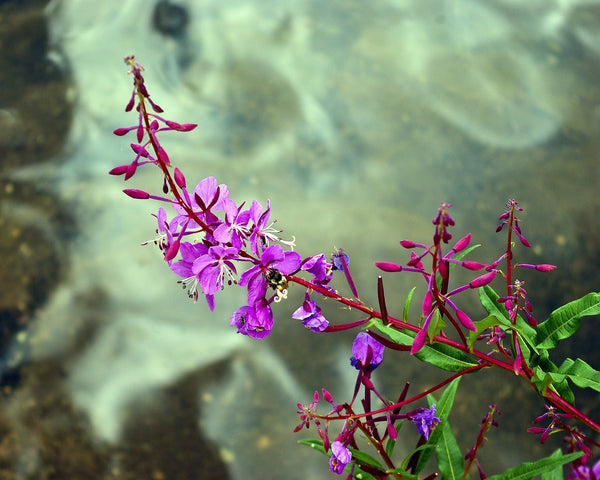 Klein wilgenroosje (Epilobium parviflorum): Natuurlijke ondersteuning voor de prostaat