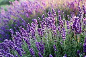 lavendel in de kruidengeneeskunde