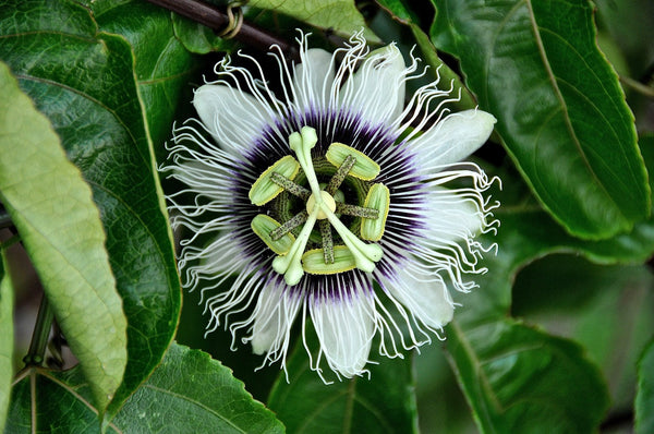 Passiebloem (Passiflora): ontspannend kruid met een rijke geschiedenis