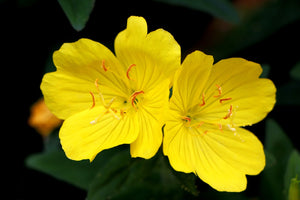 Teunisbloem (Oenothera biennis): een waardevol kruid voor ondersteuning van de gezondheid