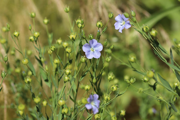 Ontdek de krachtige eigenschappen van vlas (Linum usitatissimum)