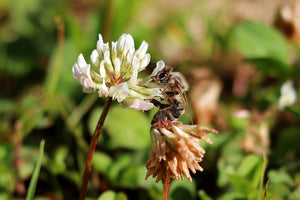 Witte klaver: de verborgen kracht van een alledaags kruid (Trifolium repens)