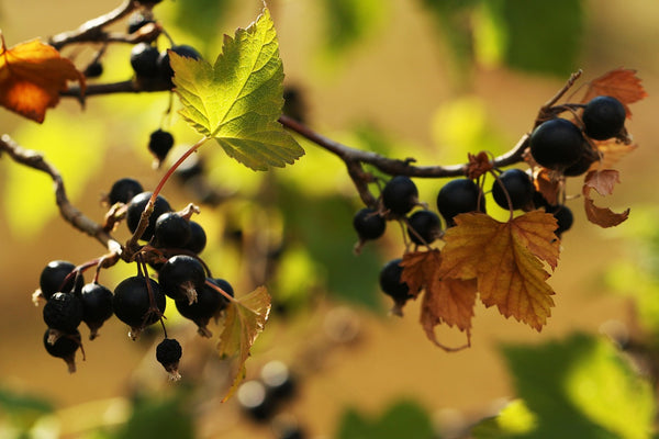 Zwarte bes: de kracht van antioxidanten en ontstekingsremmers