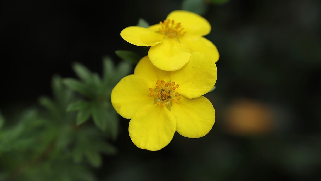 wat zijn de gezondheidsvoordelen van zilverschoon