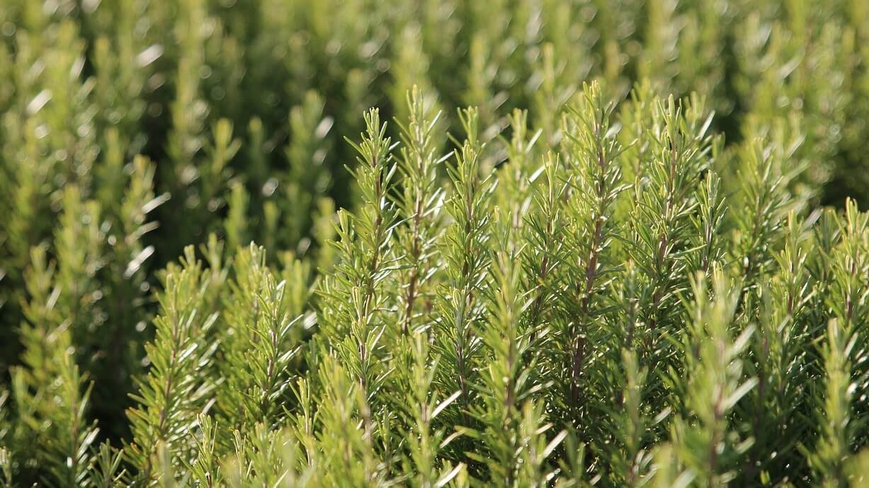 rozemarijn de geneeskrachtige werking  voor de blaas