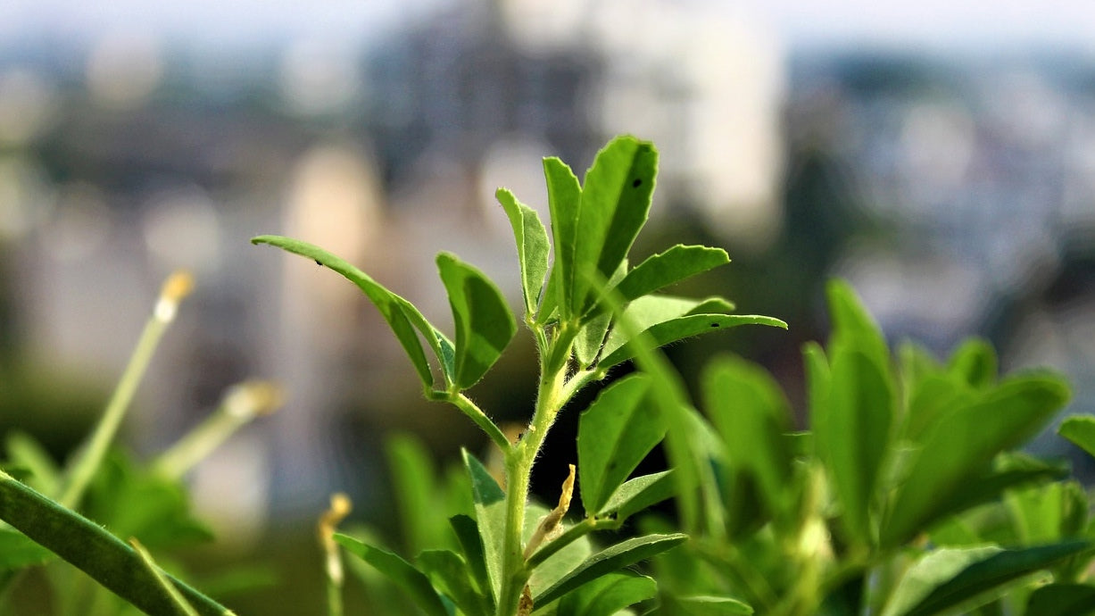 gezondheidsvoordelen van fenegriek