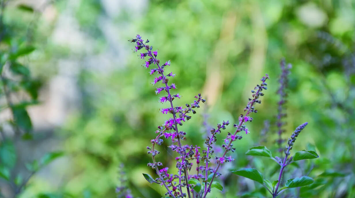 basilicum gezondheidsvoordelen