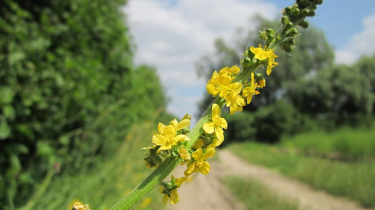 agrimonie bij incontinentieklachten