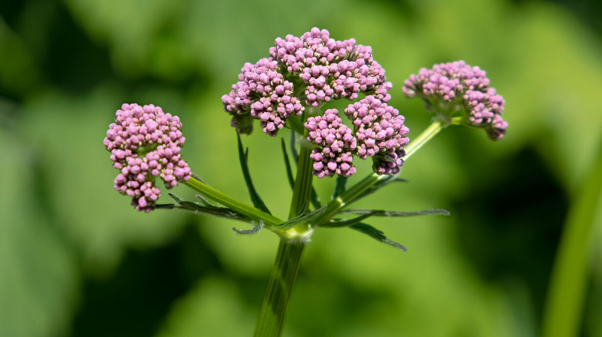 valeriaan rijk aan iridoïden