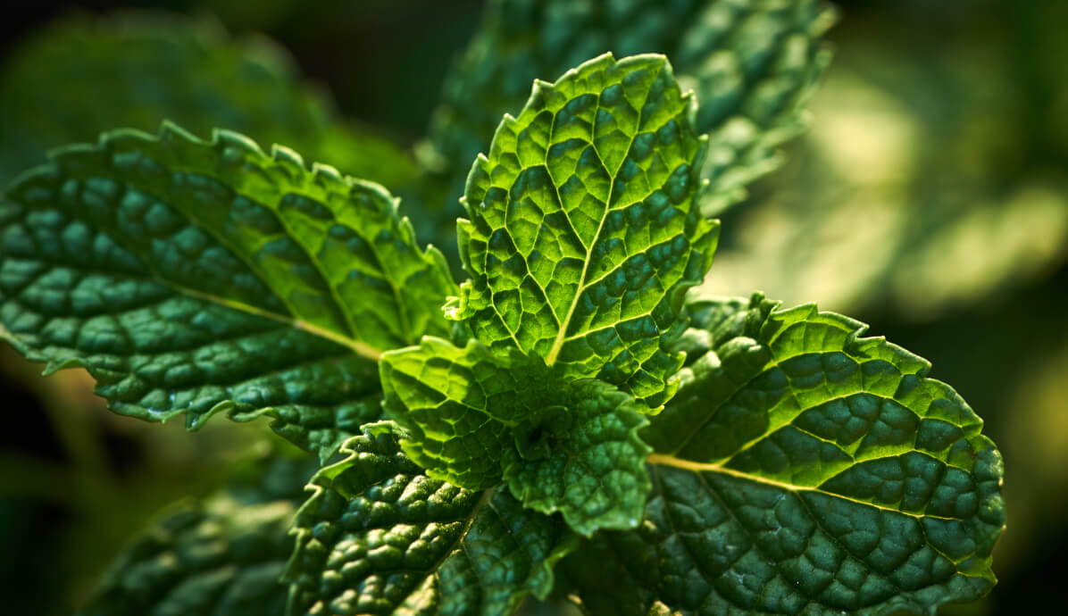 pepermunt verlichting bij darmklachten
