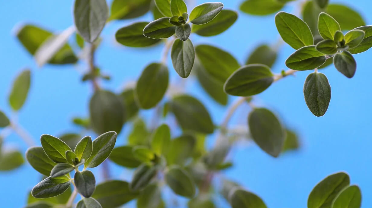 marjolein en de voordelen voor de darmen