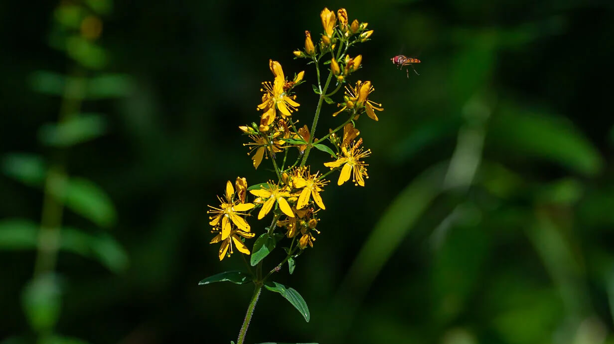 agrimonie gezondheidsvoordelen voor de blaas