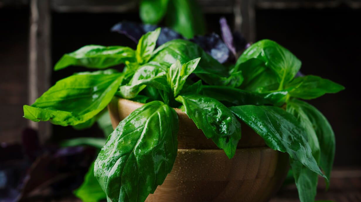 basilicum werking op de darmen