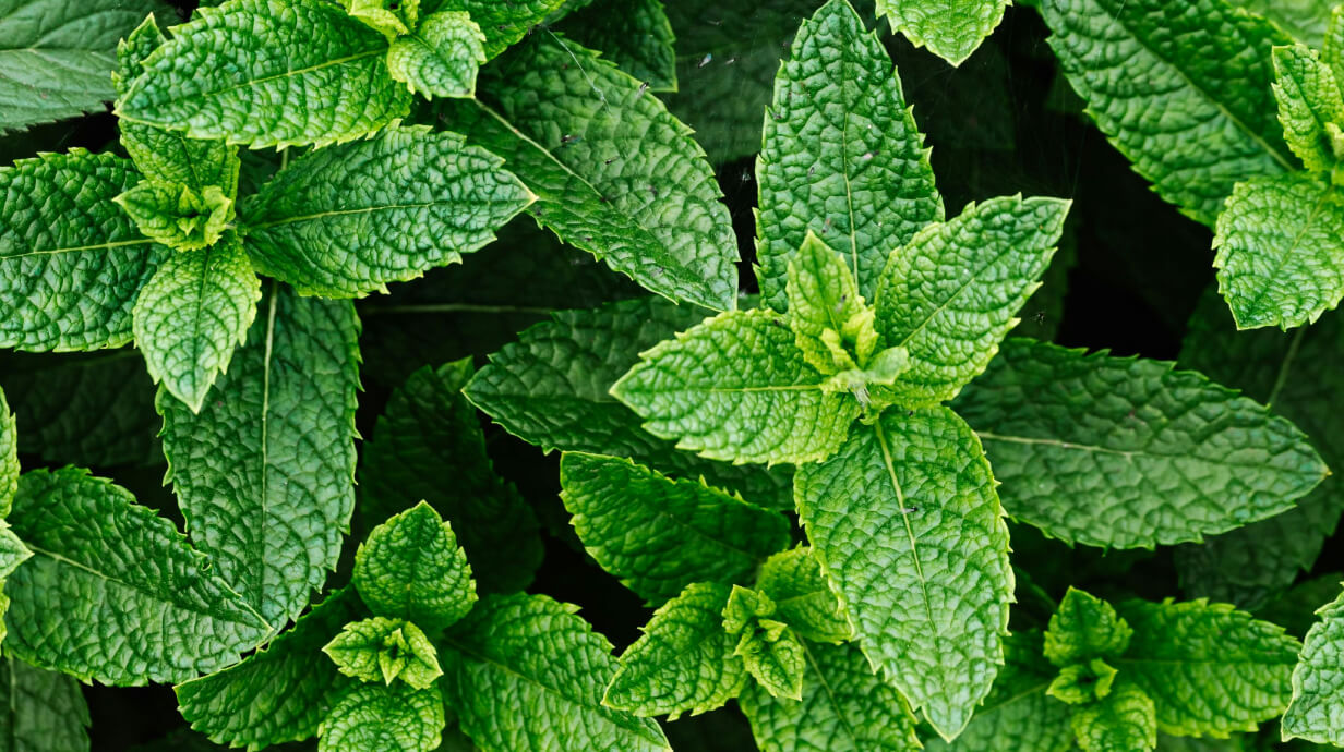 pepermunt bij prikkelbare darm syndroom