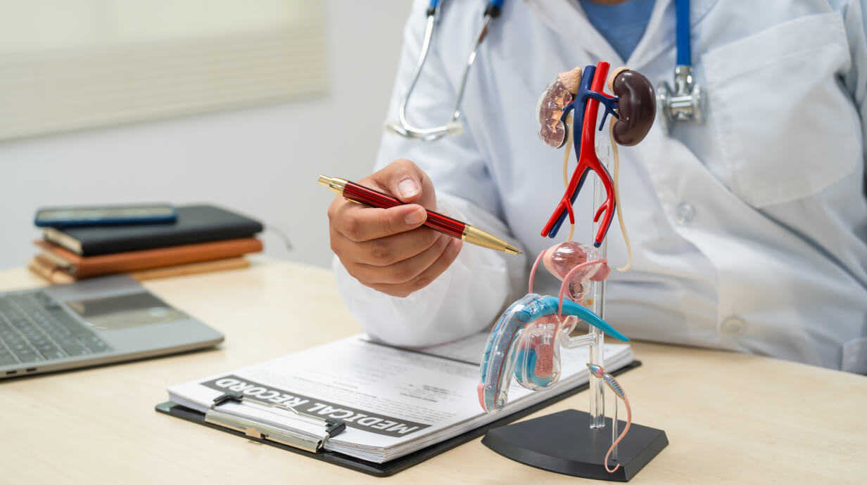 uitleg over het mannenlijk voortplantingstelsel en prostaat