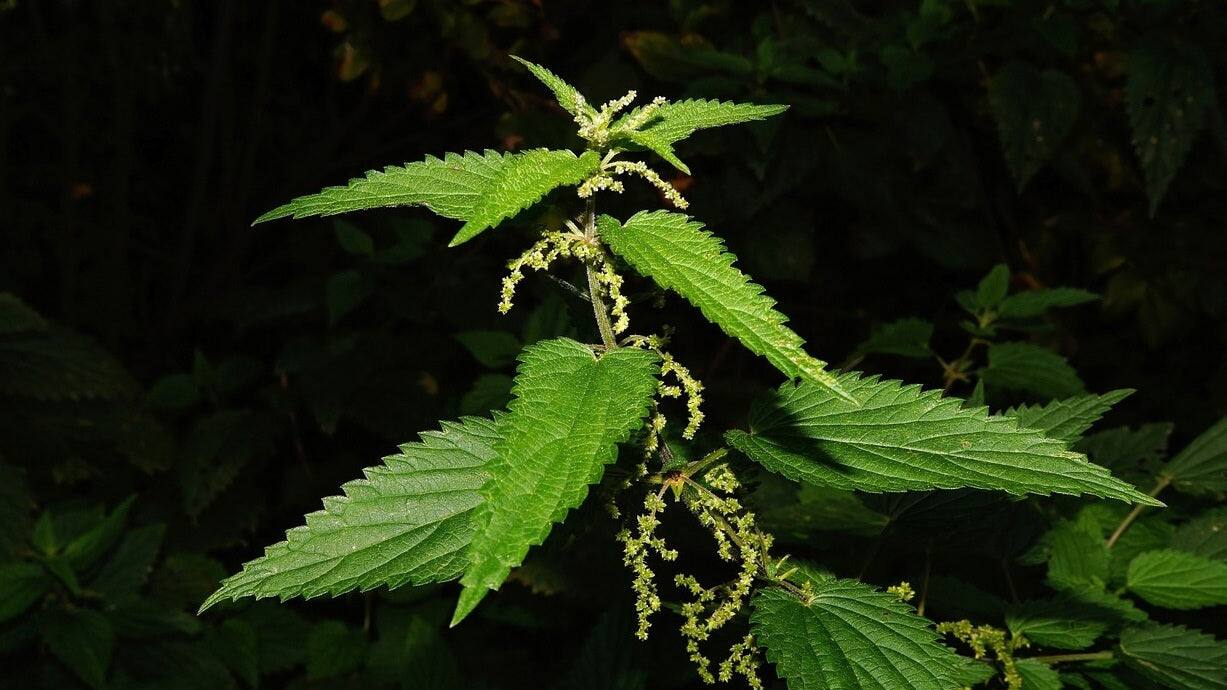 gezondheidsvoordelen van brandnetel