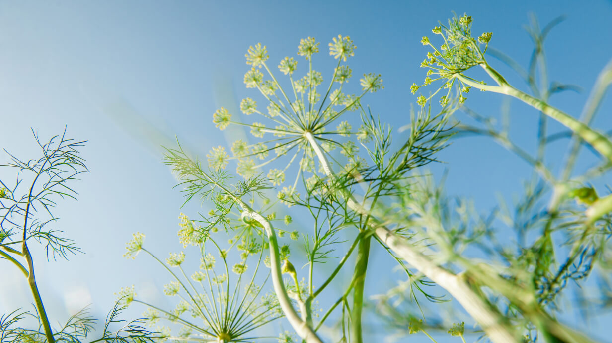 venkel gezond voor de darmen en spijsvertering