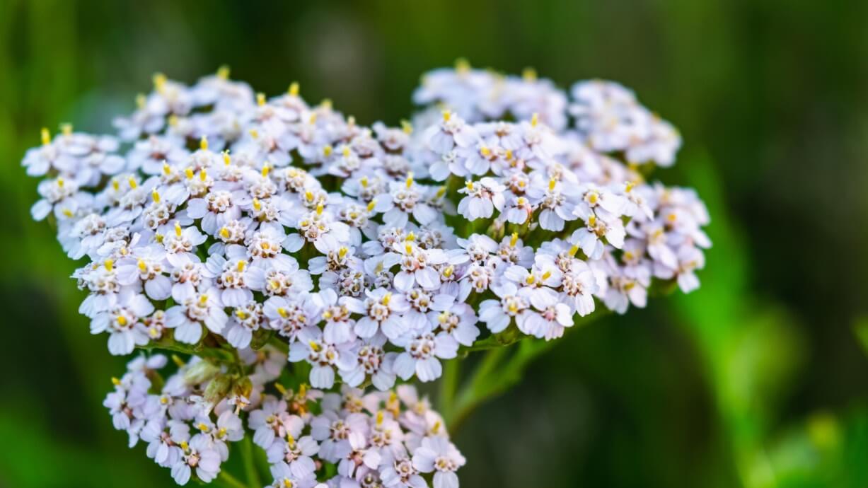 duizendblad supplement overgang