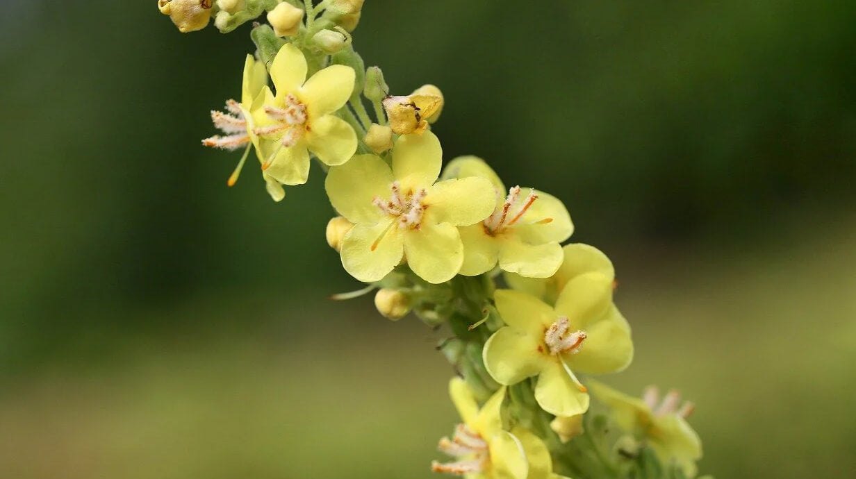 agrimonie gezondheidsvoordelen voor de blaas
