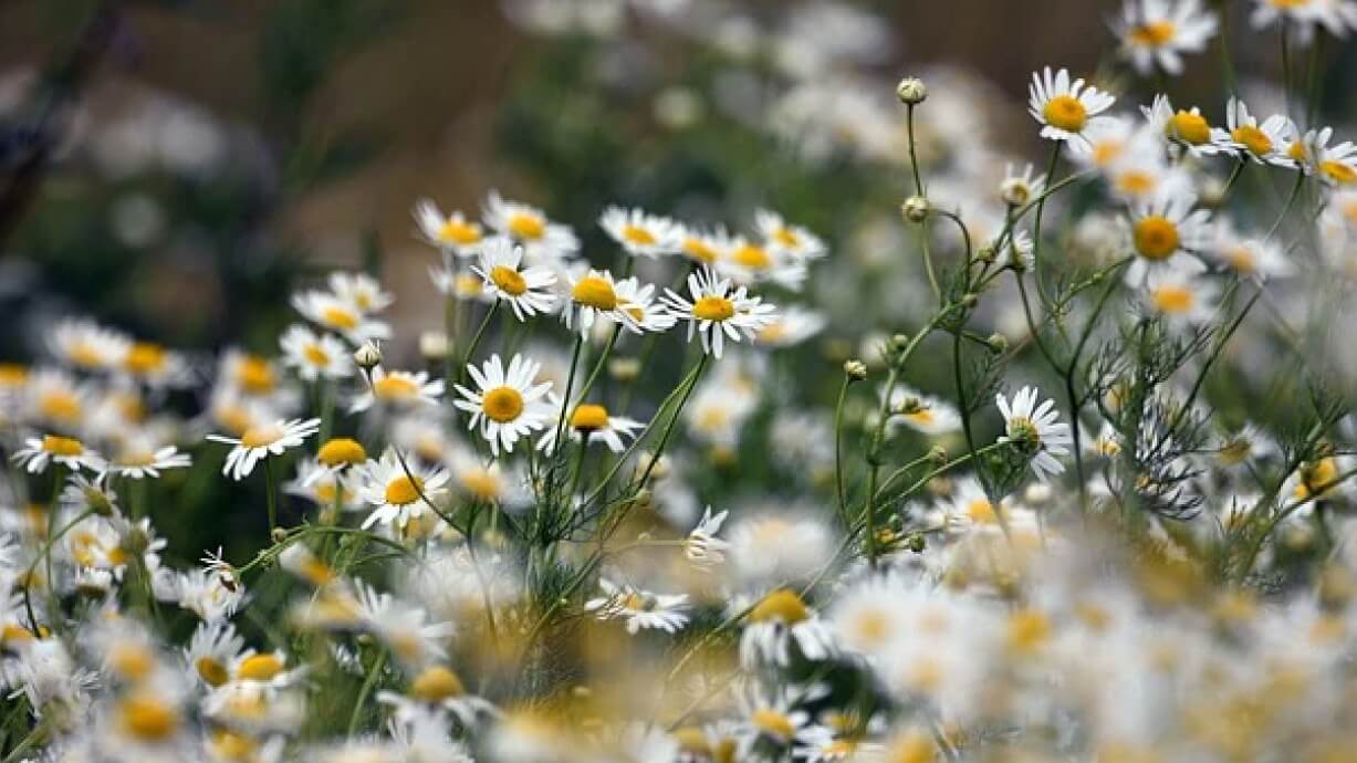 kamille tijdens de overgang