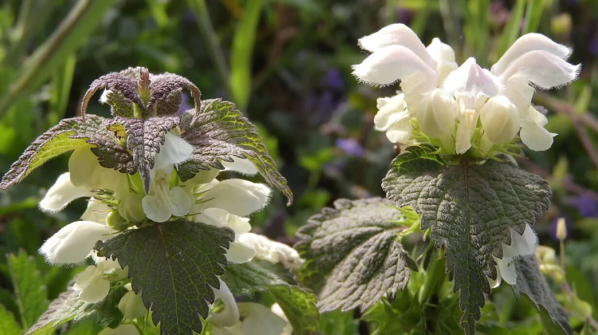 witte dovenetel kruid tegen een vergrote prostaat