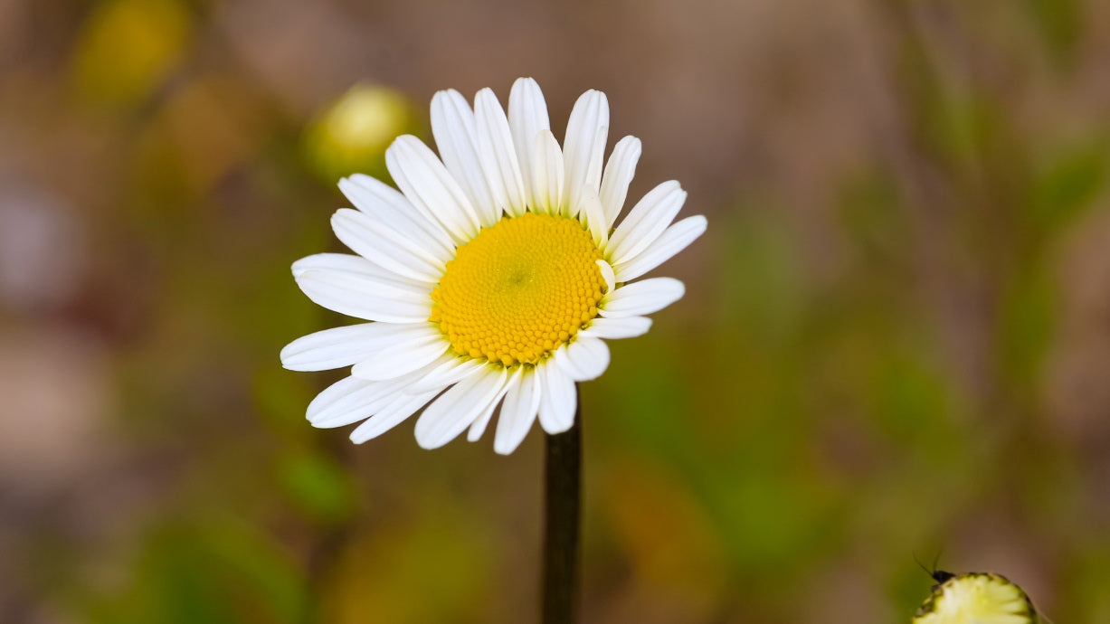 kamille en de voordelen voor de spijsvertering