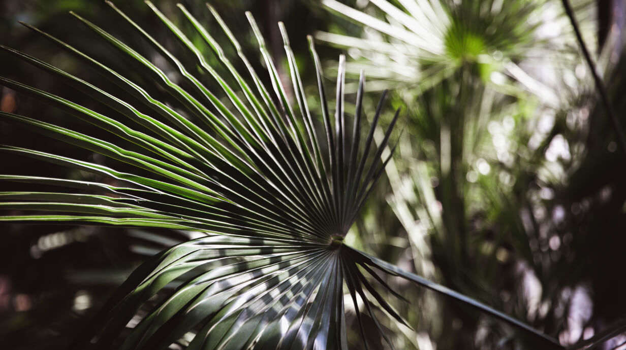 zaagpalmetto en prostaatgezondheid