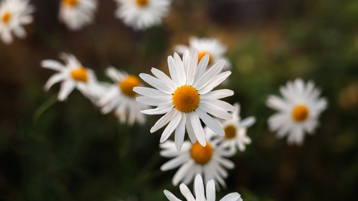 voordelen kamille tijdens de overgang