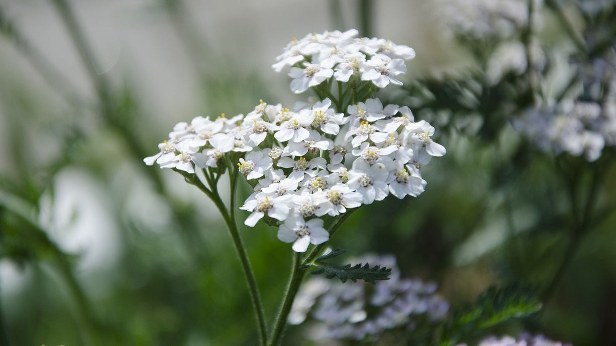 duizendblad gezondheidsvoordelen