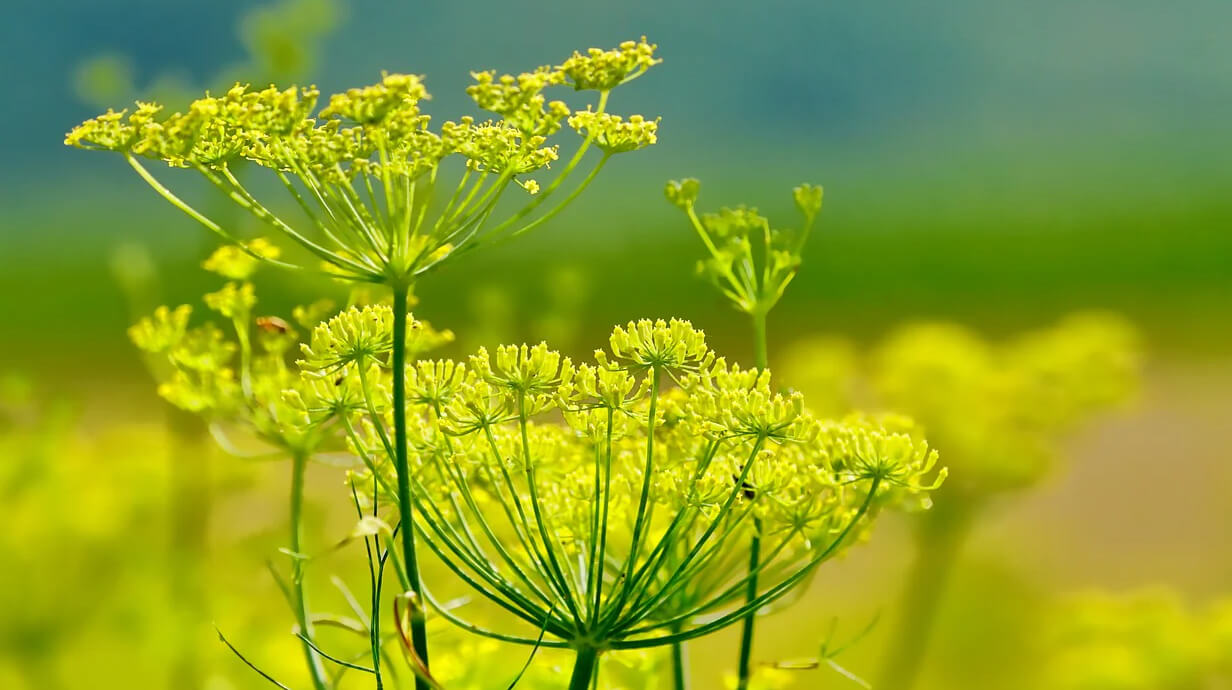 een venkelplant in de natuur