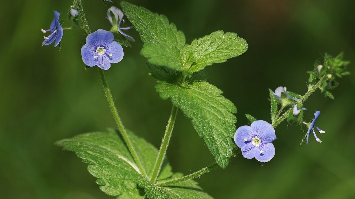 wat zijn de gezondheidsvoordelen van ereprijs