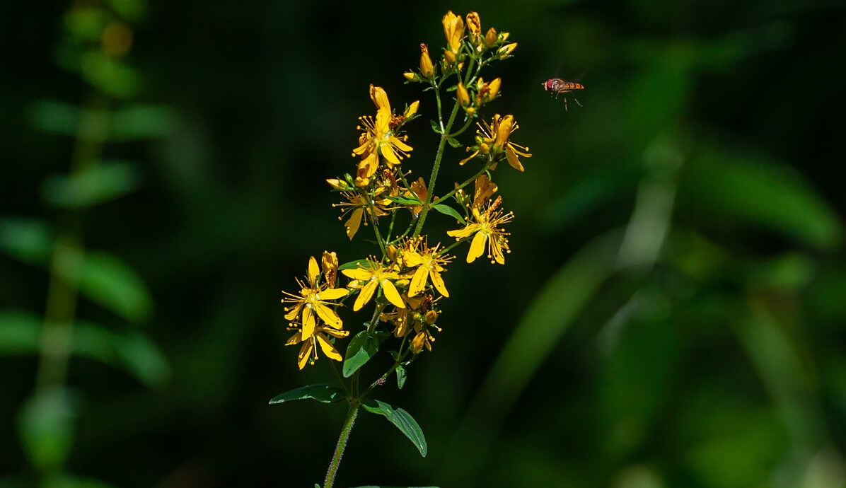 Agrimonie kruid tegen incontinentie