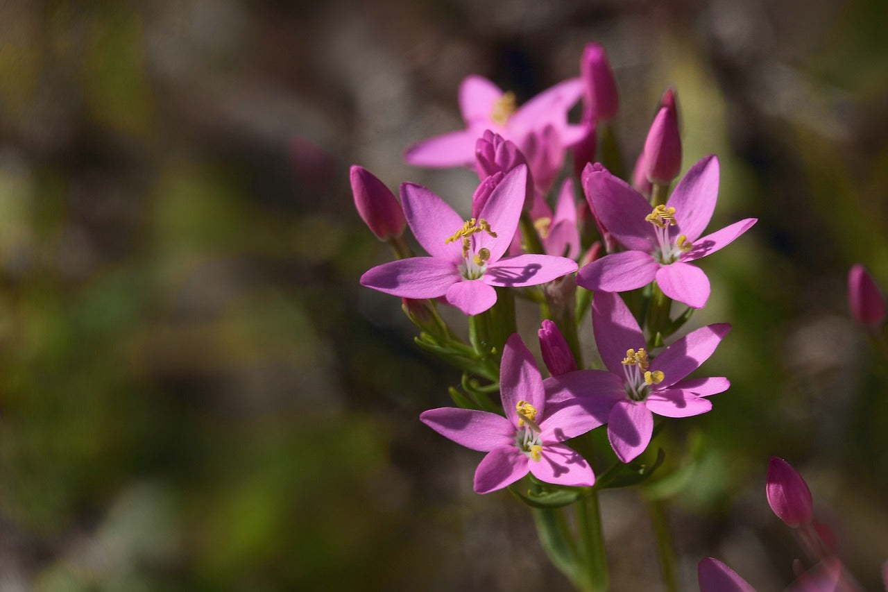 Duizendguldenkruid bij darmklachten