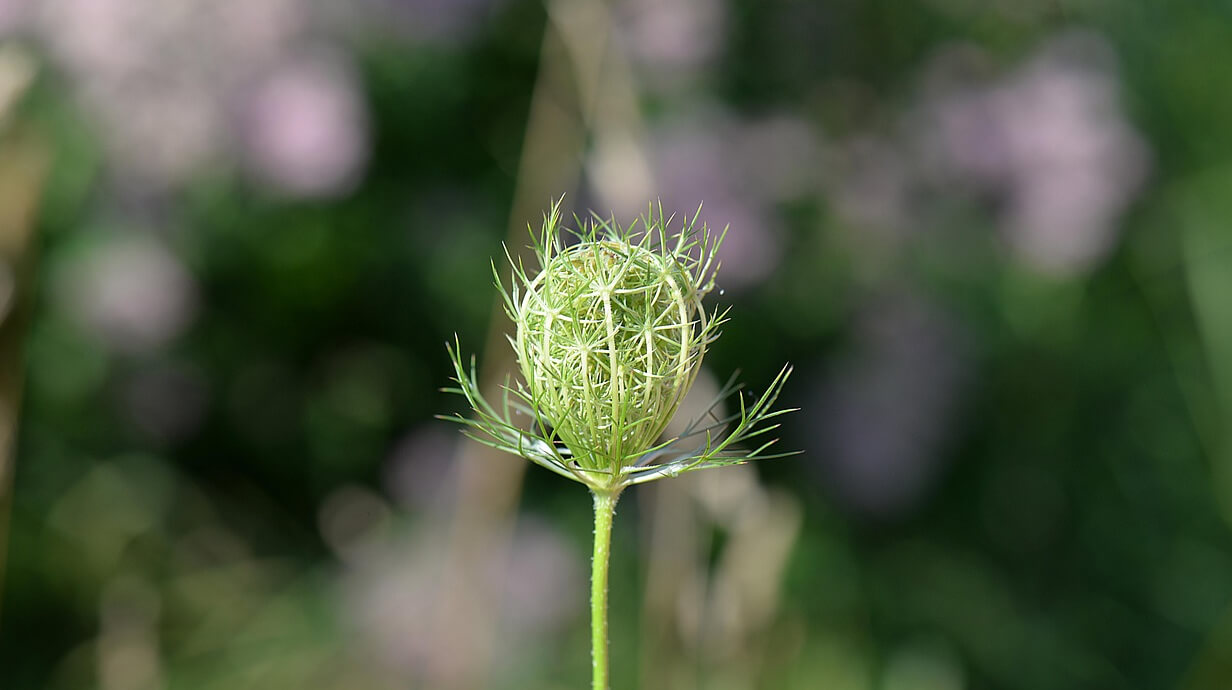 karwij natuurlijke ondersteuning maagzuur